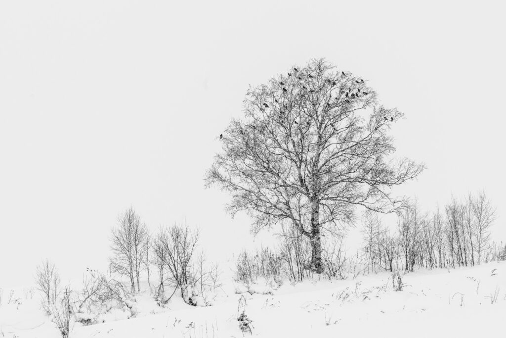 A solitary tree stands amid a snowy field in Biei, Hokkaido, Japan, captured in winter.